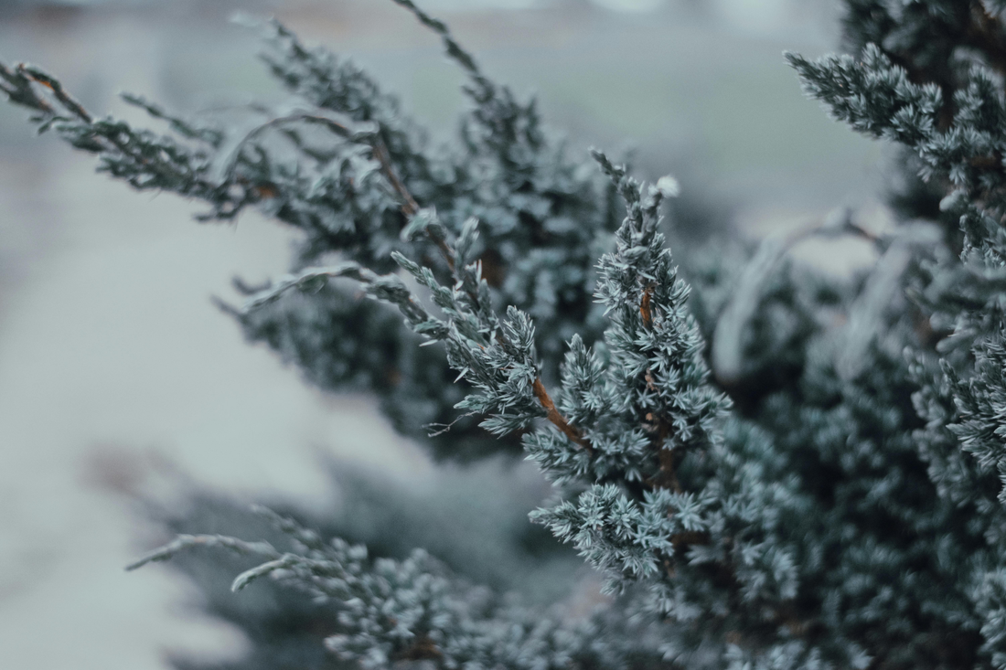 Best Gift Ideas for the Holiday Season 2024