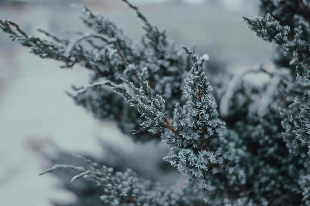 Best Gift Ideas for the Holiday Season 2024