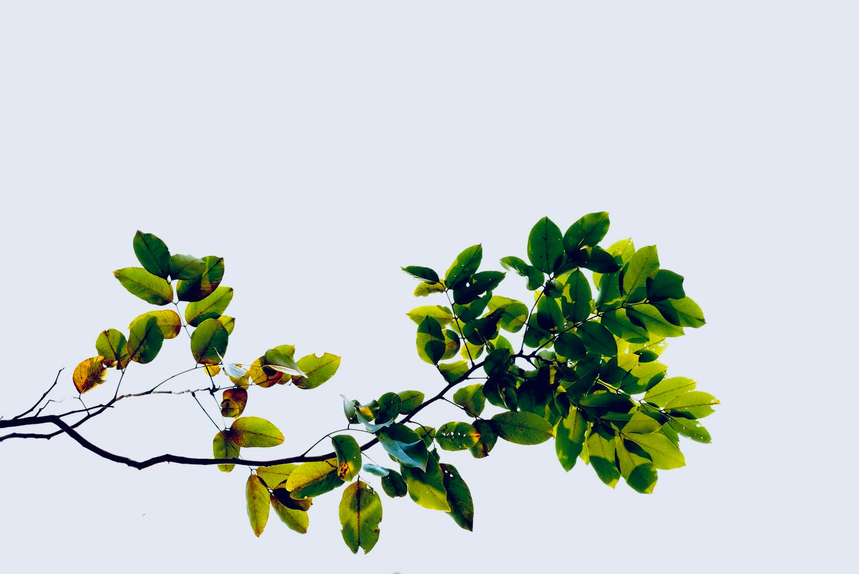 CASER LONDON brand philosophy -  eco-friendly materials with maximum impact